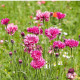 BIO Nevädza červená - Centaurea cyanus - predaj bio semien - 50 ks
