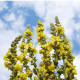 Bio Divozel veľkokvetý - Verbascum densiflorum - predaj bio semien - 300 ks