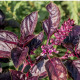 BIO Bazalka pravá červená - Ocimum basilicum - predaj bio semien - 100 ks