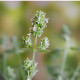 BIO Kocúrnik citrónový - Nepeta cataria var. citriodora - predaj bio semien - 15 ks