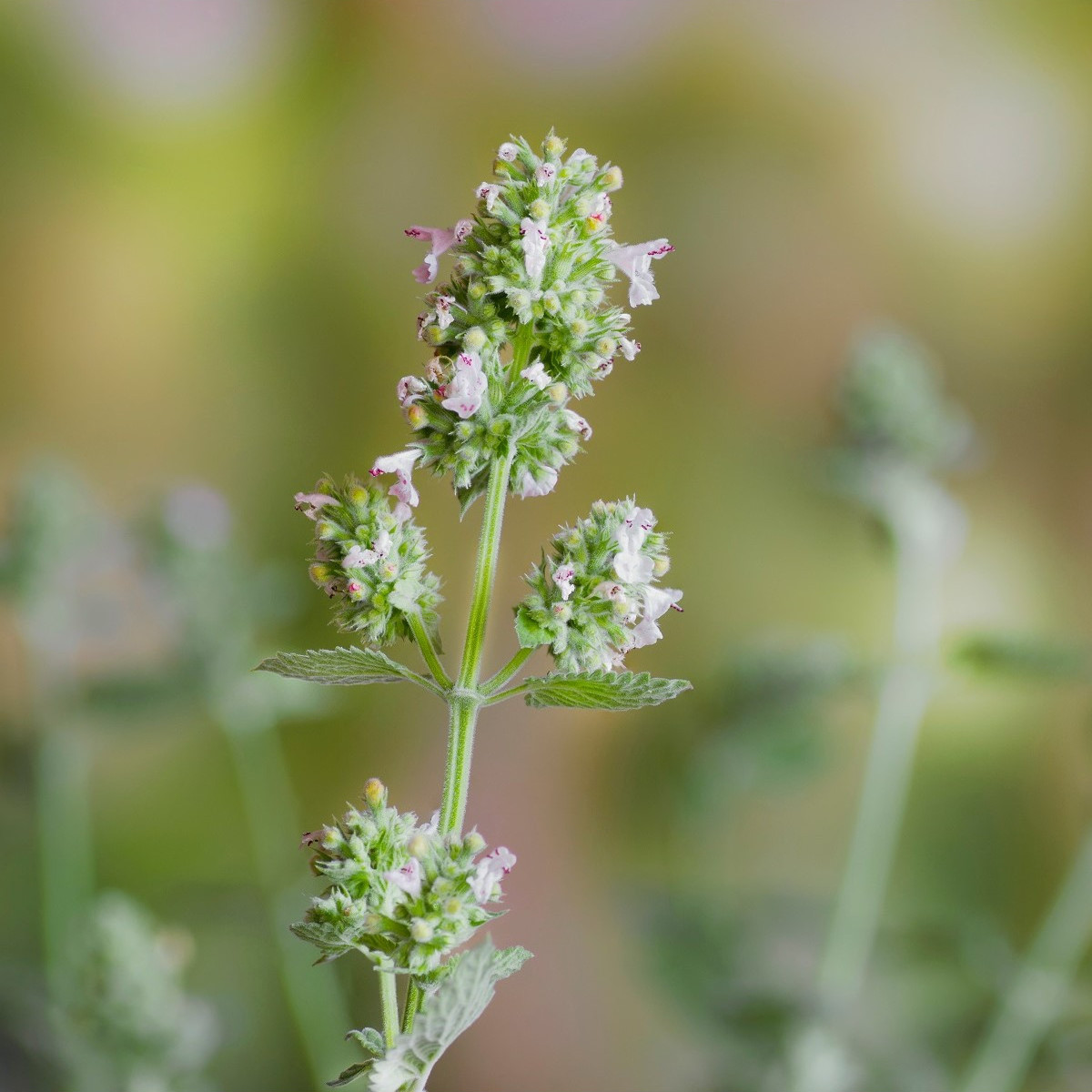 BIO Kocúrnik citrónový - Nepeta cataria var. citriodora - predaj bio semien - 15 ks