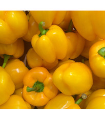 Paprika žltá Gelber Block - Capsicum annuum - predaj semien papriky - 7 ks