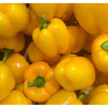 Paprika žltá Gelber Block - Capsicum annuum - predaj semien papriky - 7 ks