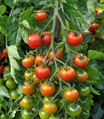 Paradajka kolíková Sweet million F1 - Solanum lycopersicum - Semená rajčiaka - 5 ks