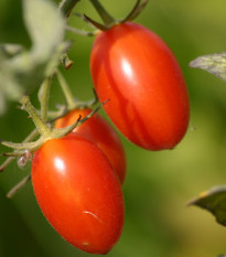 Paradajka kríčková Roma - Solanum lycopersicum - Semená rajčiaku - 35 ks