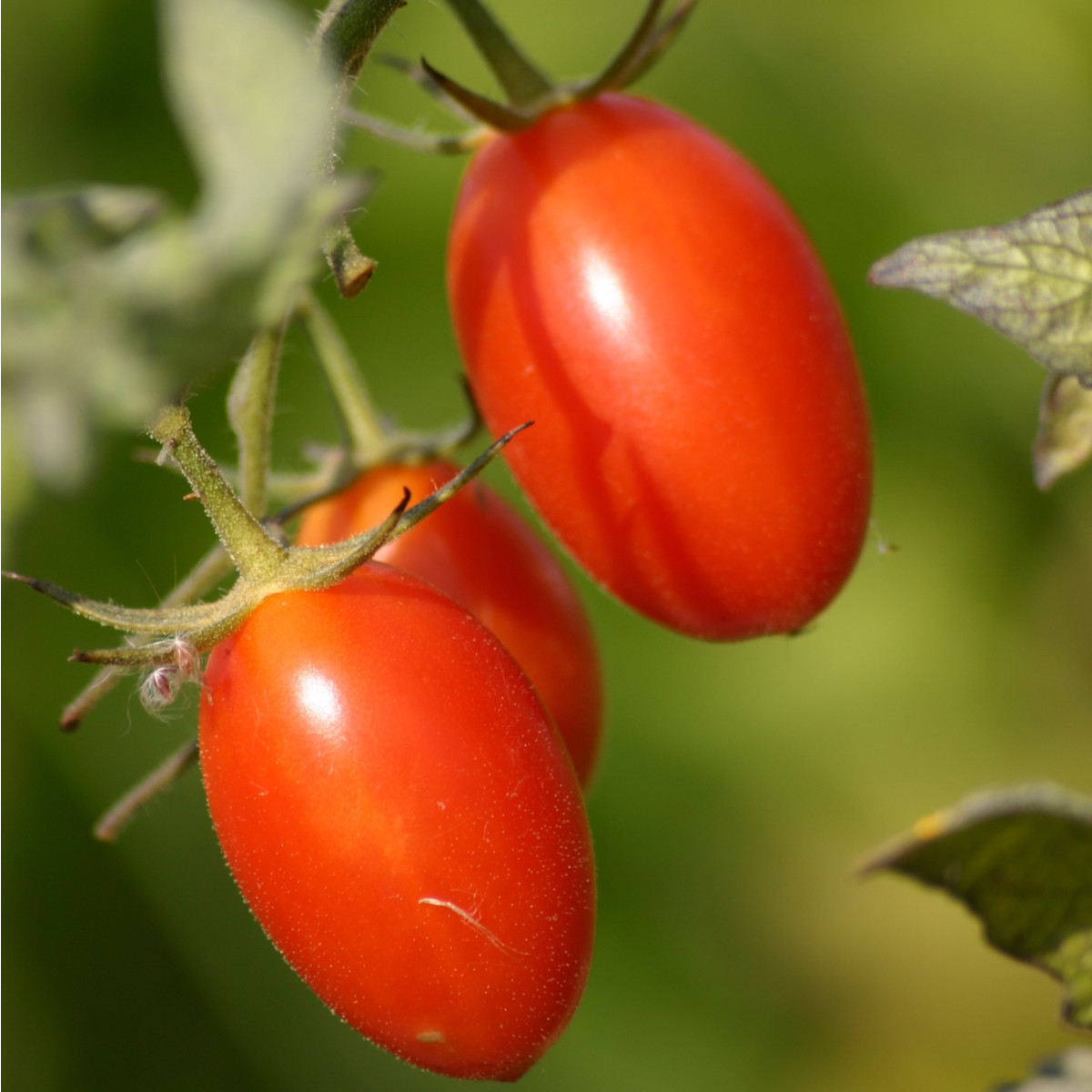 Paradajka kríčková Roma - Solanum lycopersicum - Semená rajčiaku - 35 ks