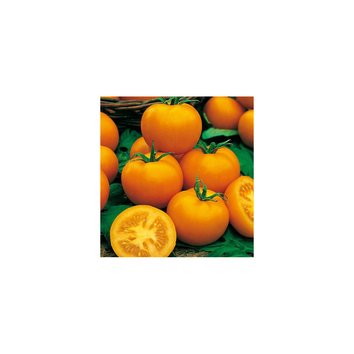 Paradajka kolíková Zlatá kráľovná - Solanum lycopersicum - Semená rajčiaka - 10 ks