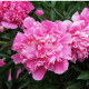 Pivónia ružová Dr. Alex Flamming - Paeonia lactiflora - predaj cibuľovín - 1 ks