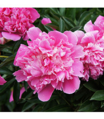 Pivónia ružová Dr. Alex Flamming - Paeonia lactiflora - predaj cibuľovín - 1 ks