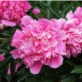 Pivónia ružová Dr. Alex Flamming - Paeonia lactiflora - predaj cibuľovín - 1 ks