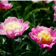 Pivónia Bowl of Beauty - Paeonia lactiflora - predaj cibuľovín - 1 ks