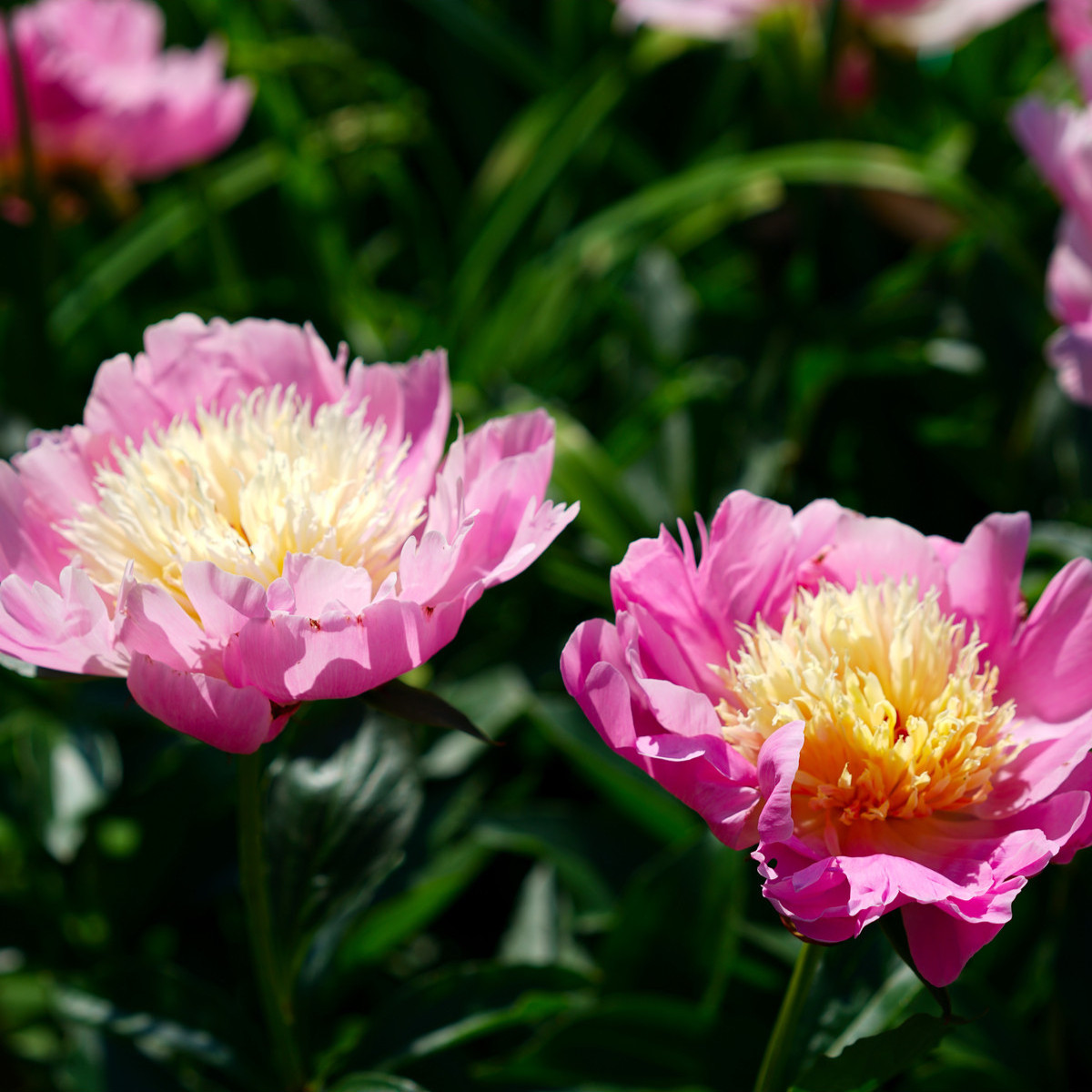 Pivónia Bowl of Beauty - Paeonia lactiflora - predaj cibuľovín - 1 ks