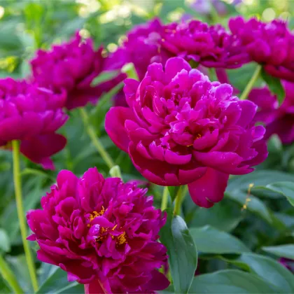 Pivónia Big Ben - Paeonia lactiflora - predaj cibuľovín - 1 ks