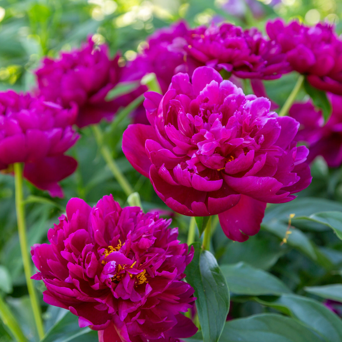 Pivónia Big Ben - Paeonia lactiflora - predaj cibuľovín - 1 ks
