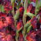 Gladiola čokoládová - Gladiolus - cibuľky - 3 ks