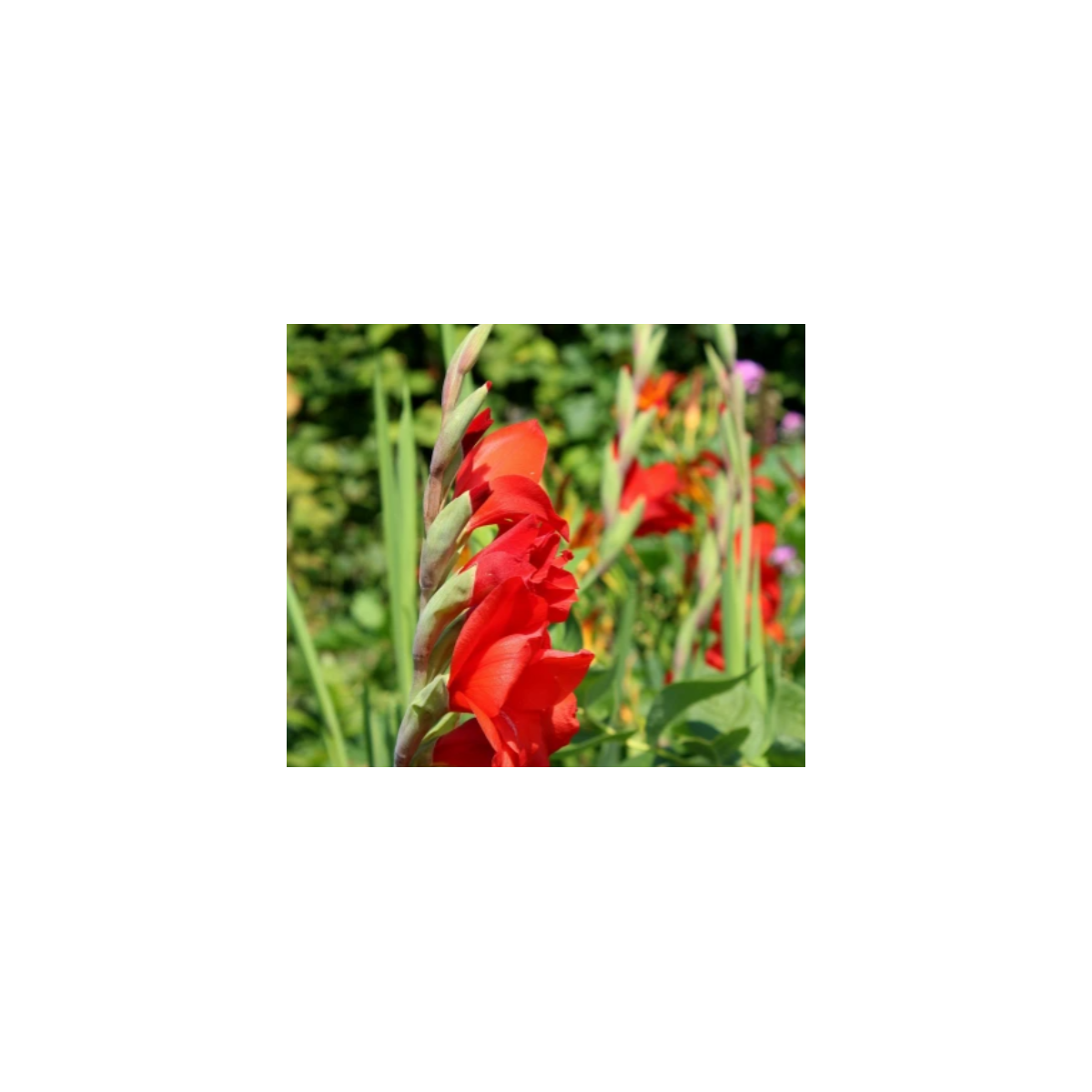 Gladiola Nanus Mirela - Gladiolus nanus mirela - predaj cibuľovín - 3 ks