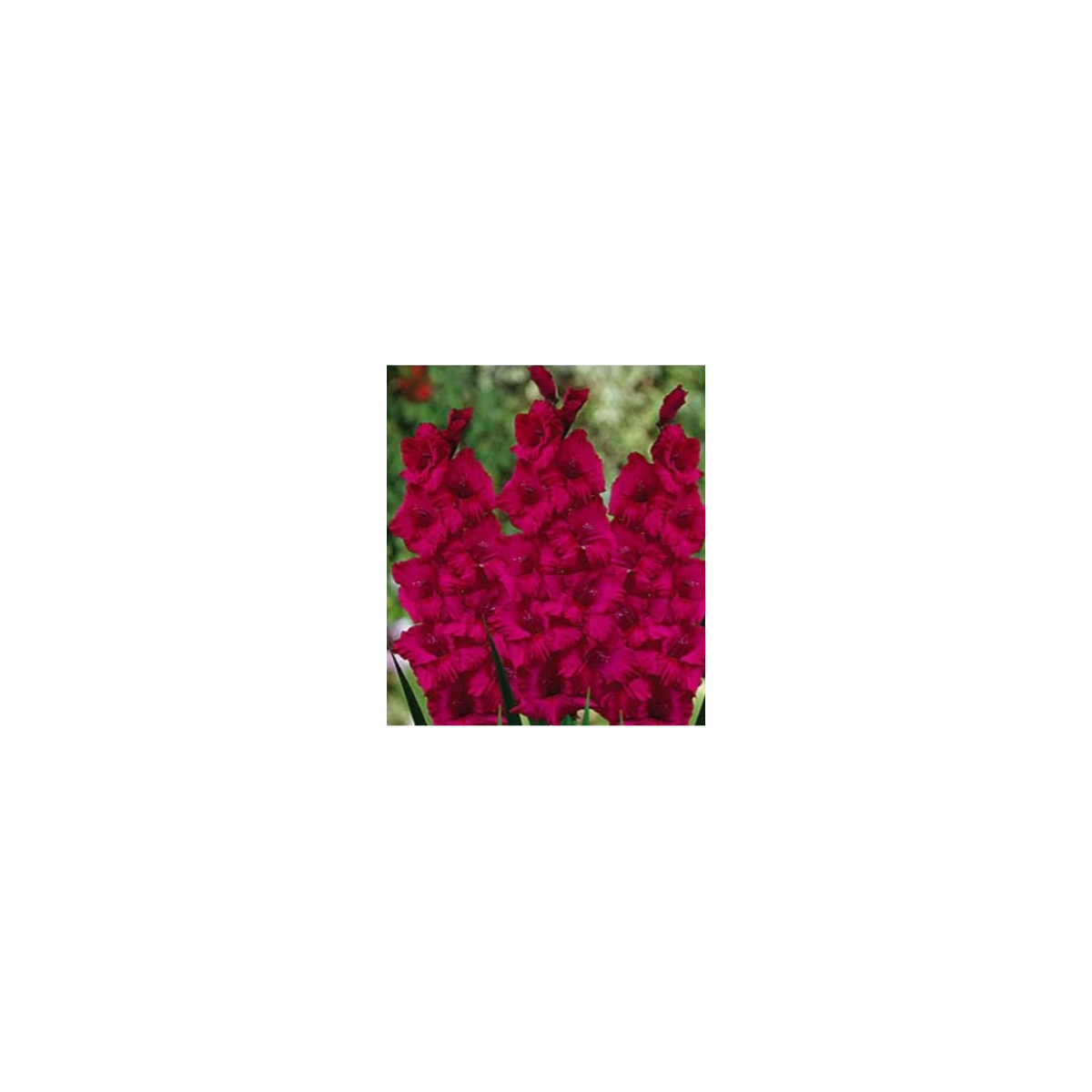 Gladiola Plum Tart - Gladiolus byzantinus - predaj cibuľovín - 3 ks