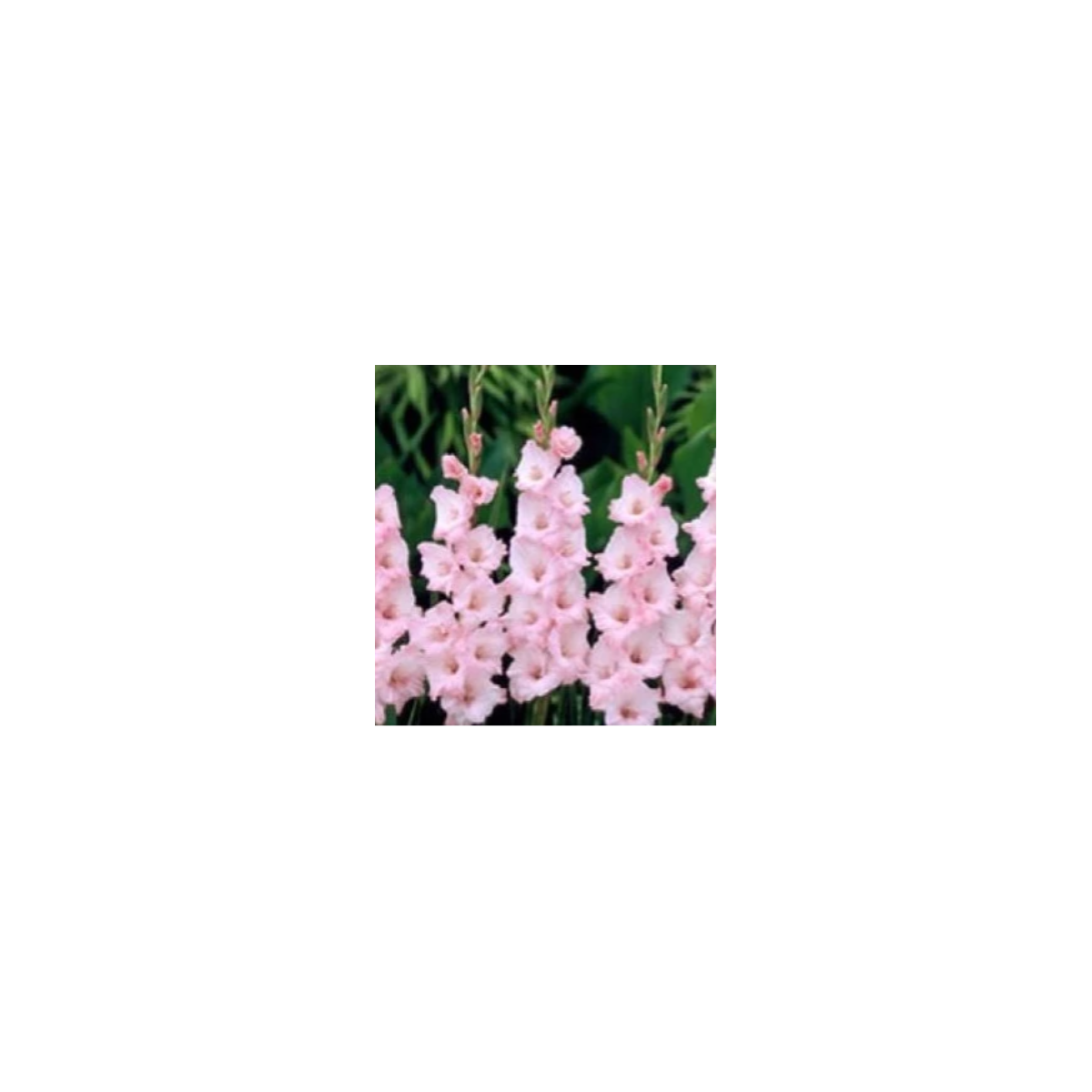 Gladiola ružová - Gladiolus communis - predaj cibuľovín - 3 ks