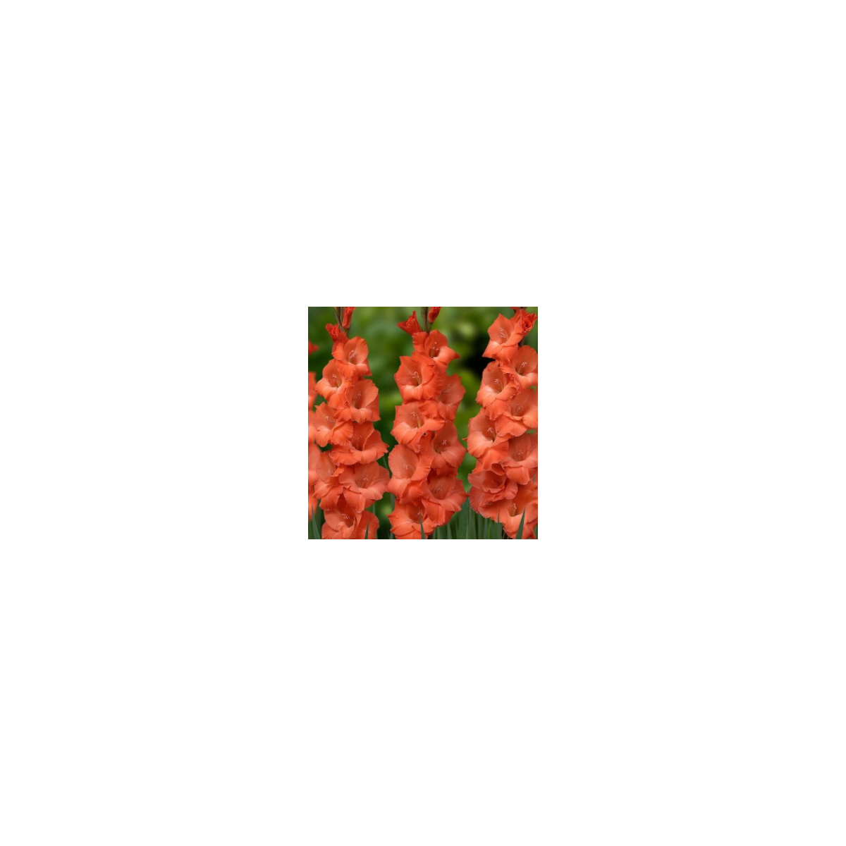 Gladiola oranžová - Gladiolus communis - predaj cibuľovín -  3 ks