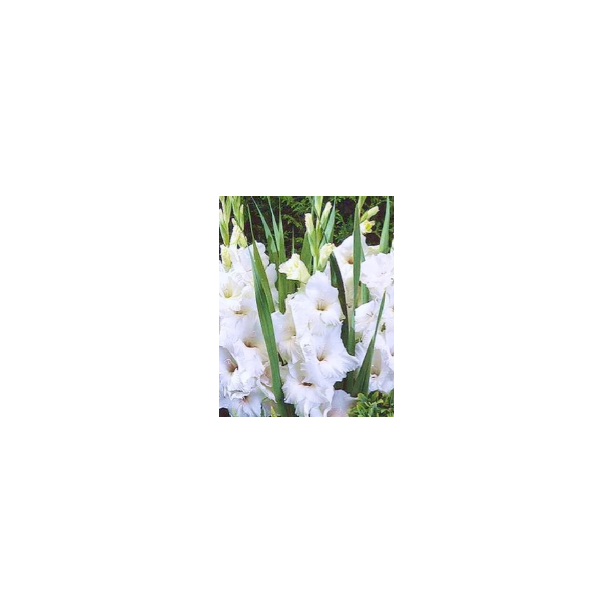 Gladiola White Prosperity - Gladiolus - predaj cibuľovín - 3 ks