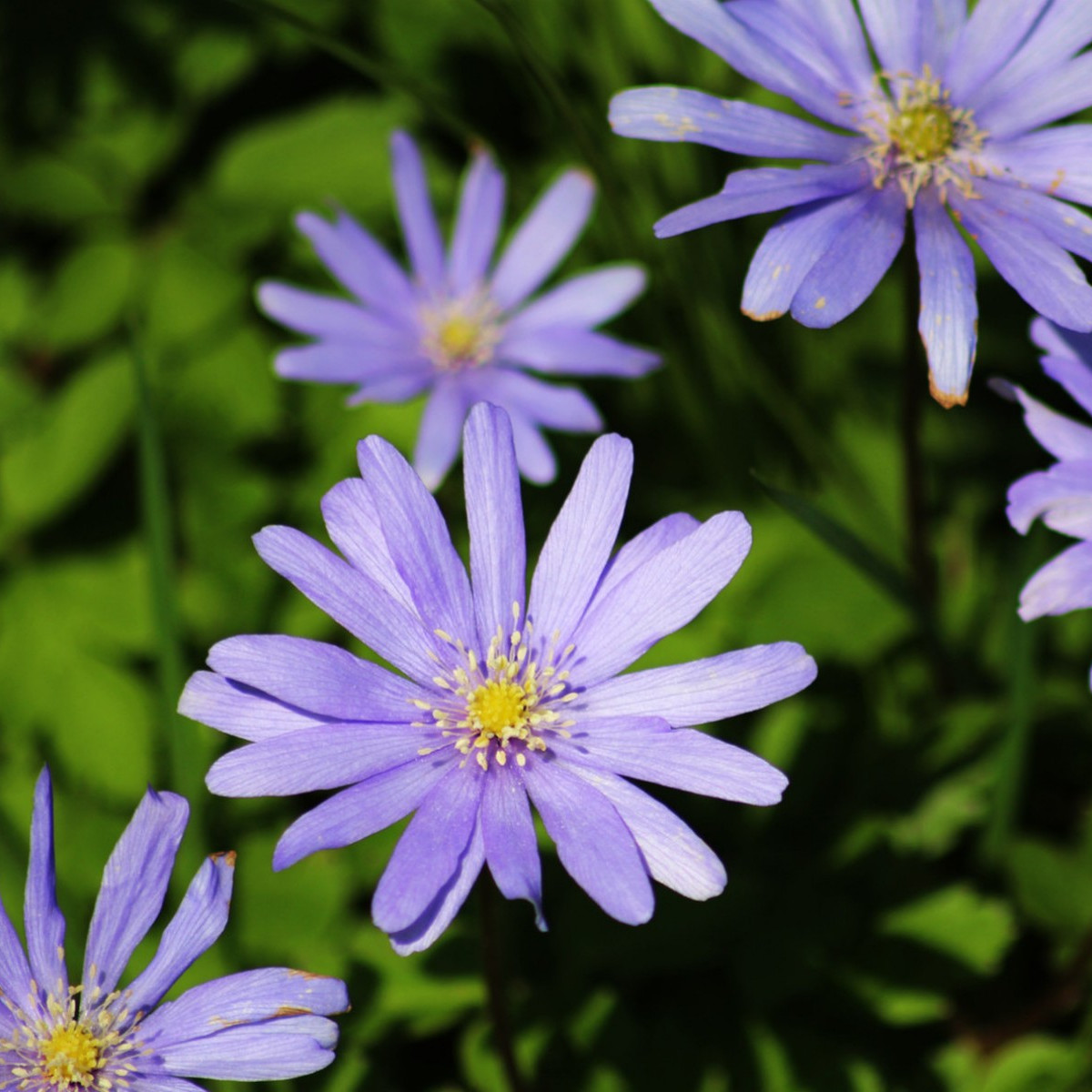 Veternica Blue Shades - Anemone blanda - predaj cibuľovín - 3 ks