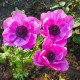 Sasanka Admiral - Anemone - predaj cibuľovín - 3 ks