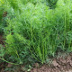 Kôpor voňavý Moravan - Anethum graveolens - semiačka - 500 ks