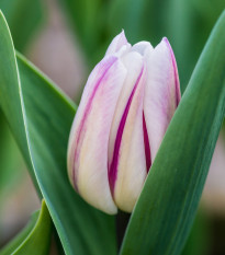 Tulipán Striped Flag - Tulipa - predaj cibuľovín - 3 ks