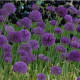 Cesnak okrasný - Allium Purple Sensation - predaj cibuľovín 3 ks