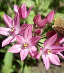 Cesnak vysokohorský - Allium oreophillum - predaj cibuľovín - 3 ks