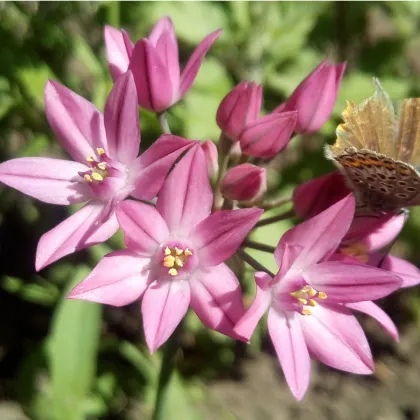 Cesnak vysokohorský - Allium oreophillum - predaj cibuľovín - 3 ks