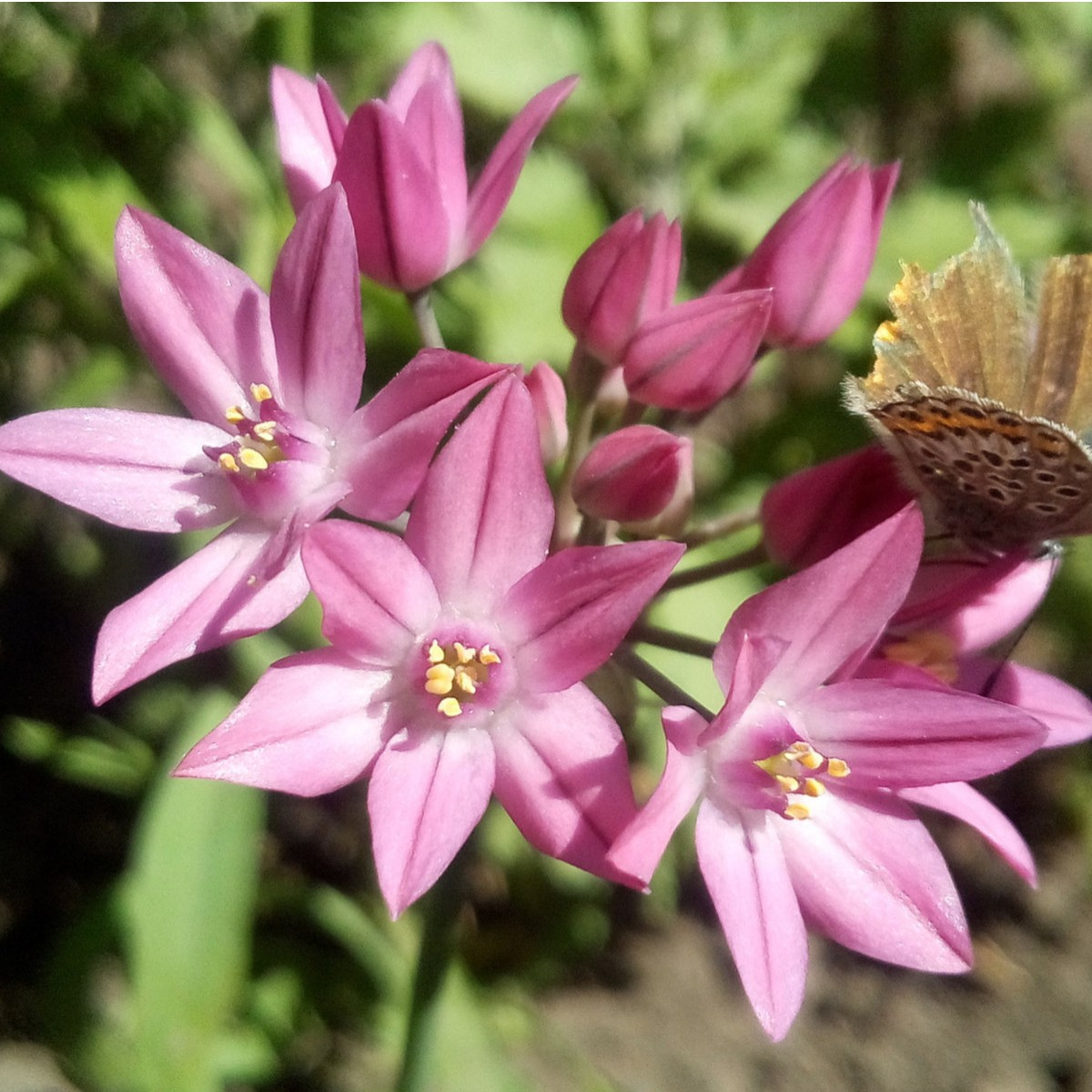 Cesnak vysokohorský - Allium oreophillum - predaj cibuľovín - 3 ks