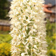 Fakľa úzkolistá Robustus - Eremurus - predaj cibuľovín - 1 ks