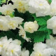 Begónia drobnokvetá biela - Begonia multiflora maxima - predaj cibuľovín - 2 ks