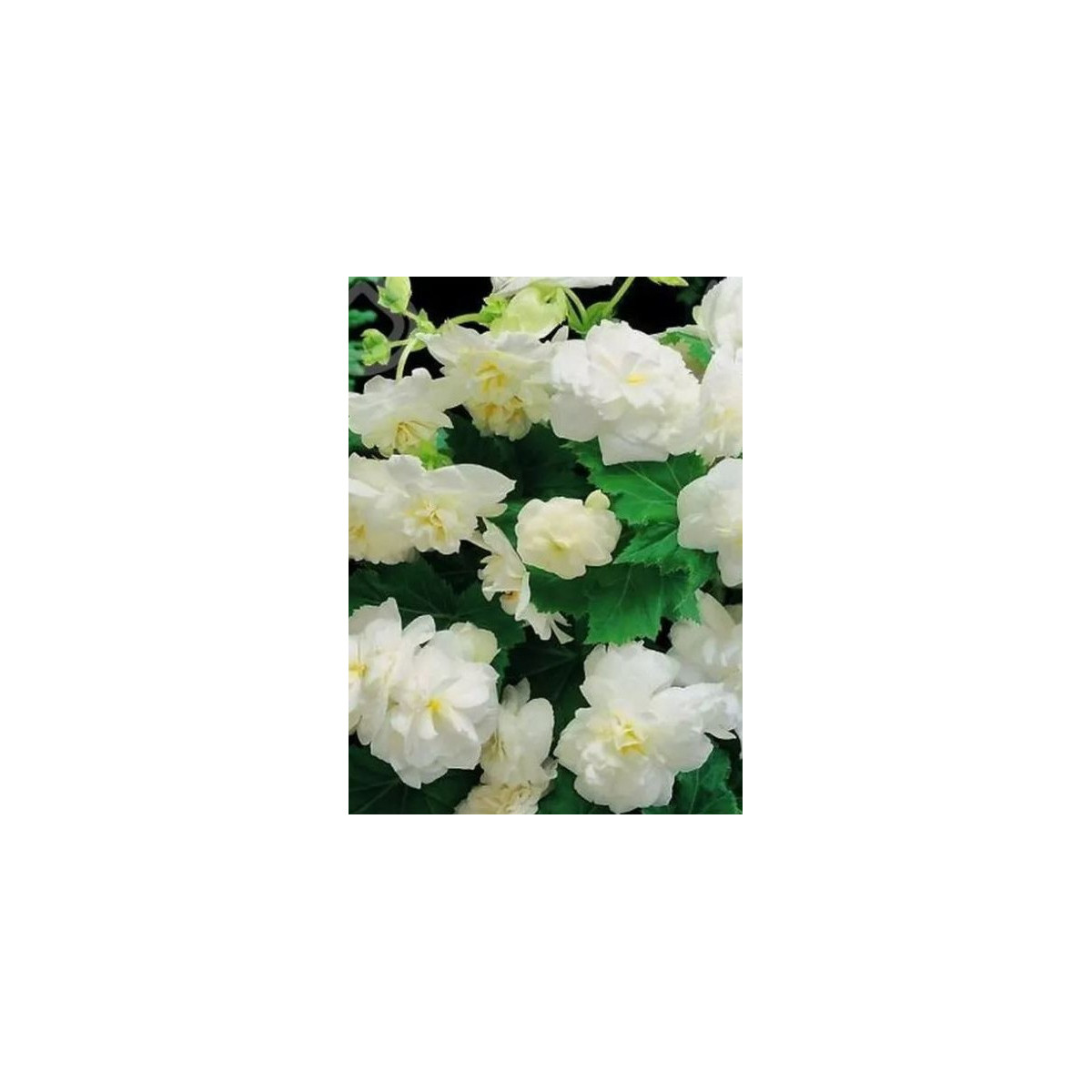 Begónia drobnokvetá biela - Begonia multiflora maxima - predaj cibuľovín - 2 ks