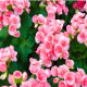 Begónia drobnokvetá ružová - Begonia multiflora maxima - predaj cibuľovín - 2 ks