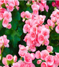 Begónia drobnokvetá ružová - Begonia multiflora maxima - predaj cibuľovín - 2 ks