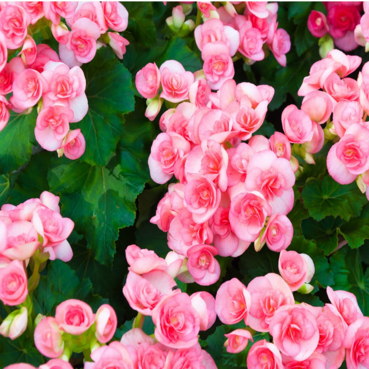 Begónia drobnokvetá ružová - Begonia multiflora maxima - predaj cibuľovín - 2 ks