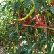 Paprika Beros Kozí roh - Capsicum annuum - semiačka - 15 ks