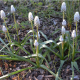 Modrica biela White magic - Muscari aucheri - predaj cibuľovín - 5 ks