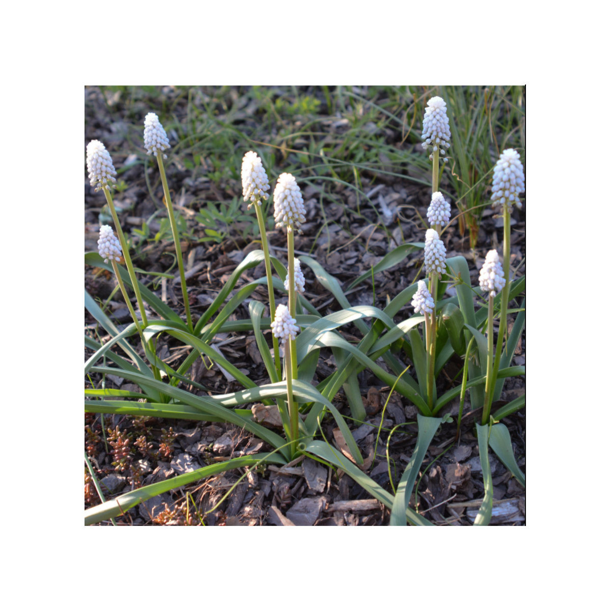 Modrica biela White magic - Muscari aucheri - predaj cibuľovín - 5 ks