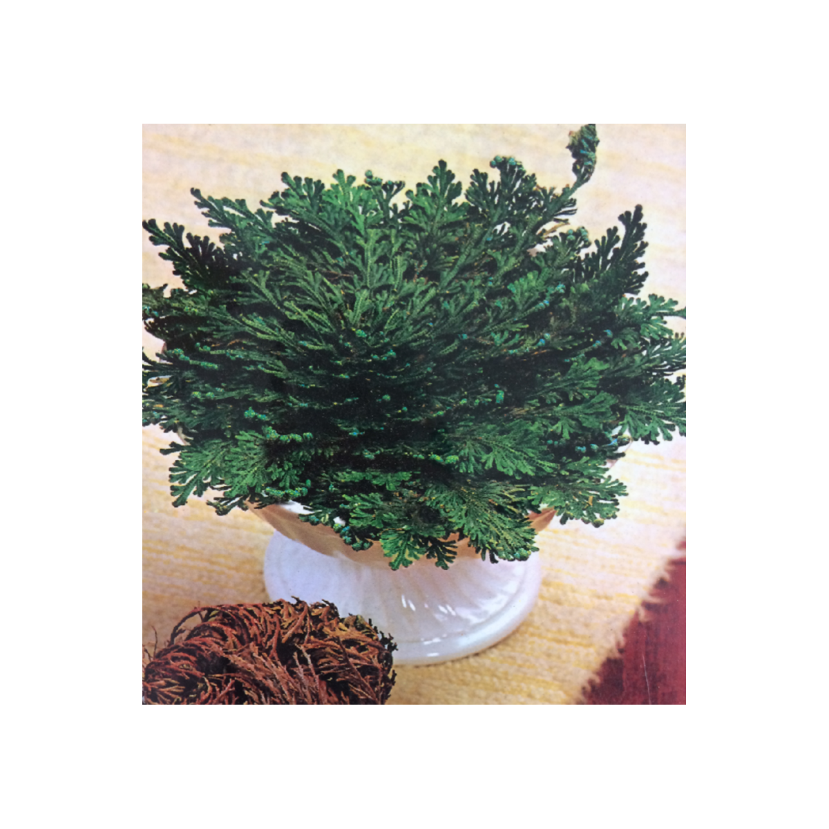 Ruža z Jericha - Selaginella lepidophylla - predaj cibuľovín - 1 ks