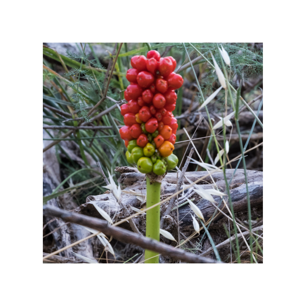 Áron červený - Arum italicum - predaj cibuľovín - 2 ks