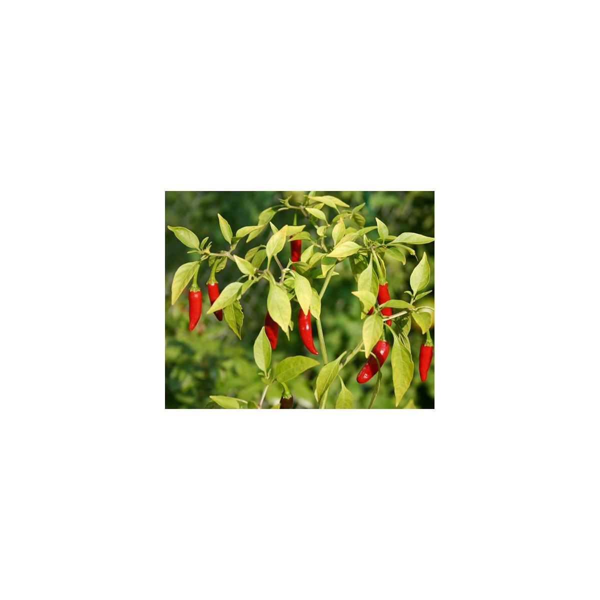 Paprika koreninová Vulkan - Capsicum annuum - semiačka - 10 ks