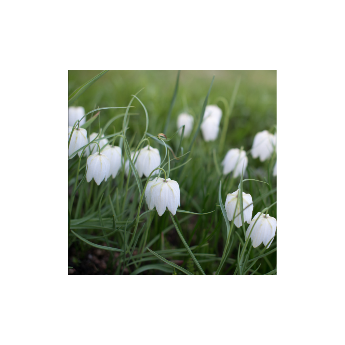 Korunkovka biela - Fritillaria meleagris - predaj cibuľovín - 3 ks