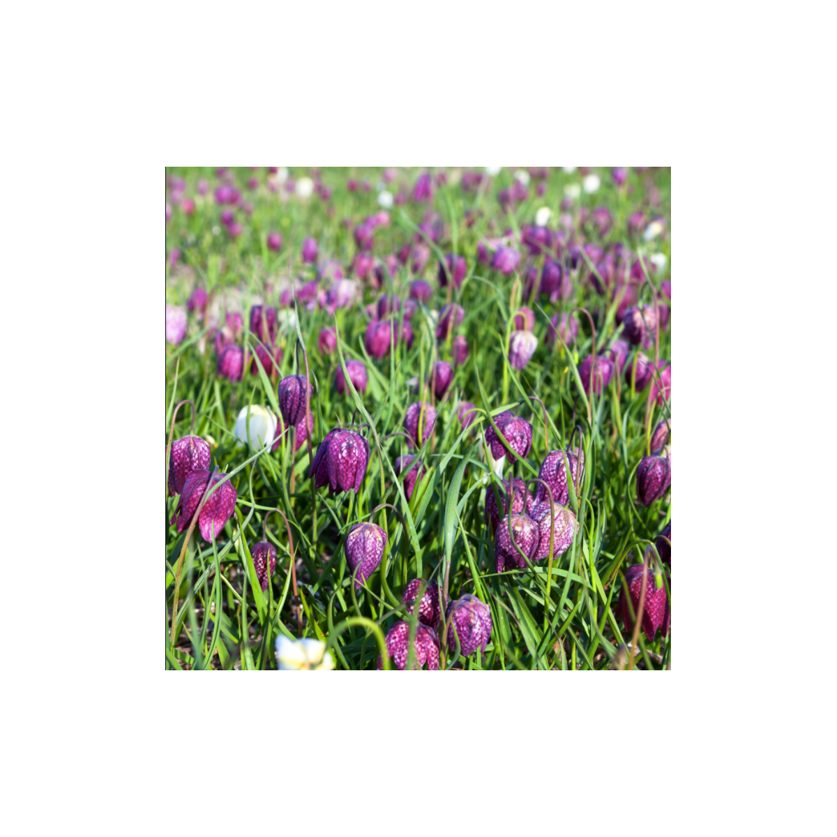 Korunkovka strakatá - Fritillaria meleagris - predaj cibuľovín - 3 ks