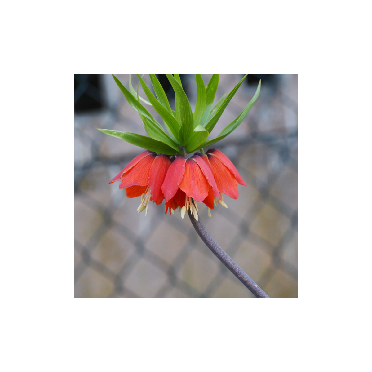 Korunkovka kráľovská červená - Fritillaria imperialis rubra - predaj cibuľovín- 1 ks
