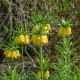 Korunkovka kráľovská Lutea - Fritillaria Imperialis Lutea Maxima - predaj cibuľovín - 1 ks