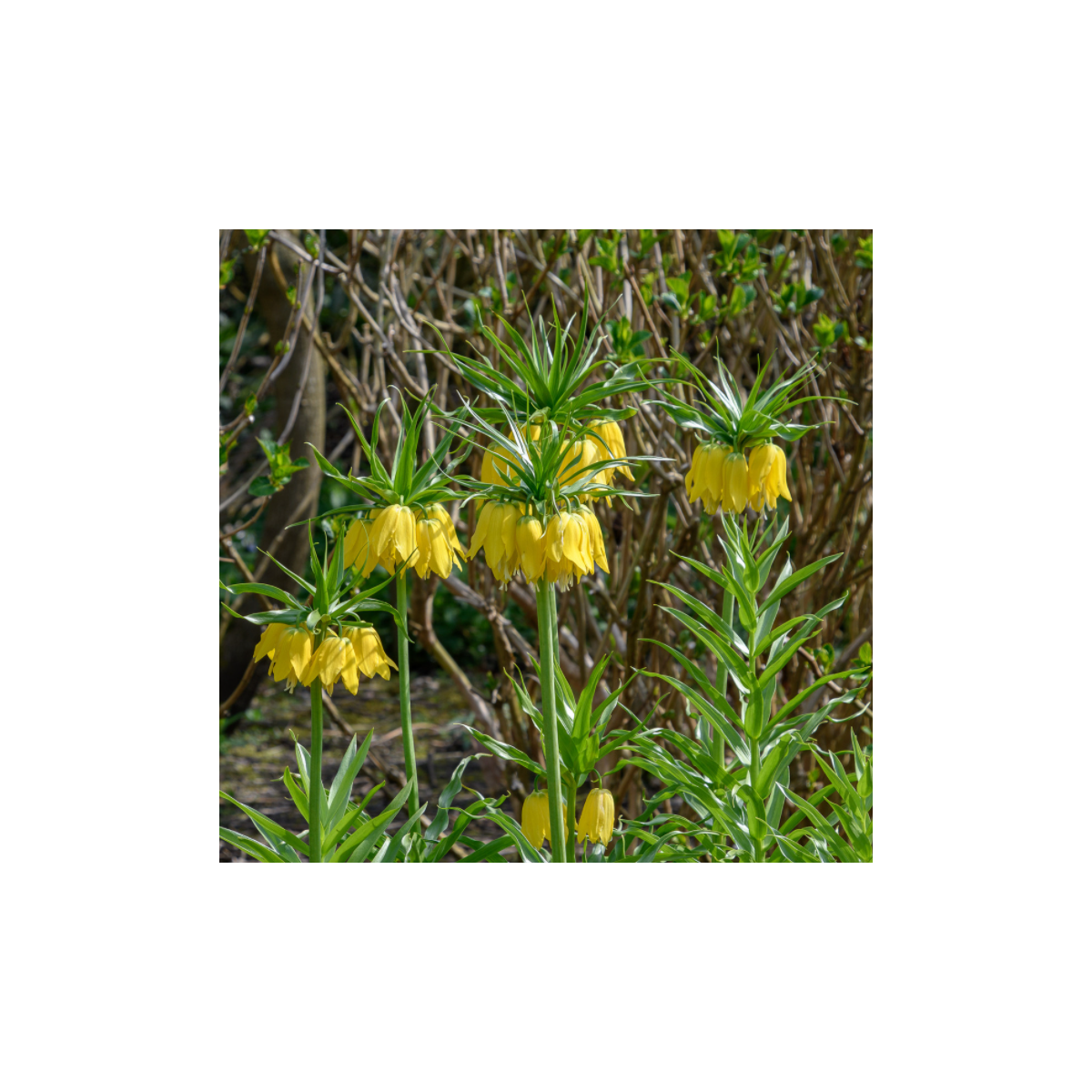 Korunkovka kráľovská Lutea - Fritillaria Imperialis Lutea Maxima - predaj cibuľovín - 1 ks