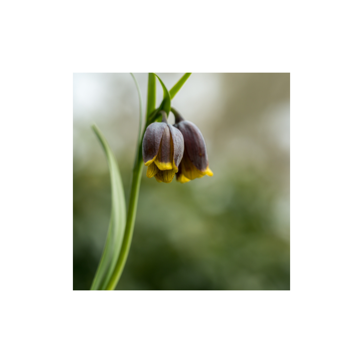 Korunkovka Uva Vulpis - Fritellaria - predaj cibuľovín - 5 ks